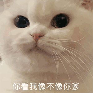 超好用的又很可爱的动图表情 热门很火又实用的趣味表情合集