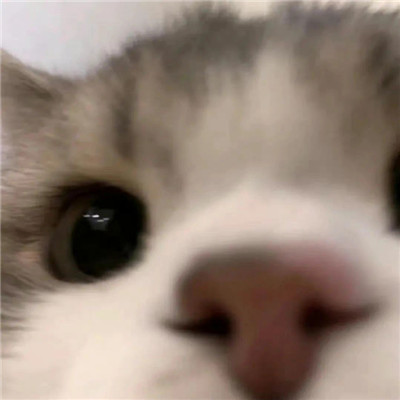 2022最受欢迎的聊天表情 报告我来干饭