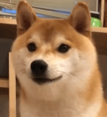 2022趣味又很热门的动态表情 笑死人的很实用的gif表情大全