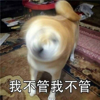 有趣的柴犬我不系列聊天表情包 我不走我不走聊天表情