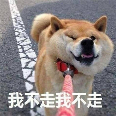 有趣的柴犬我不系列聊天表情包 我不走我不走聊天表情