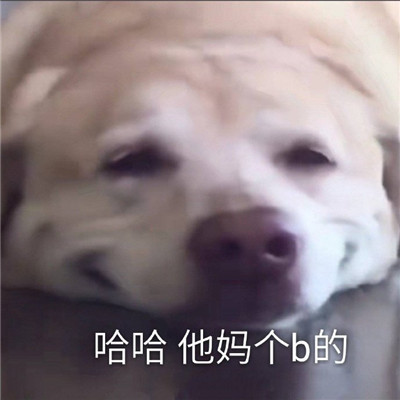 最新的有趣微信聊天表情大全 超级热门的好笑聊天表情