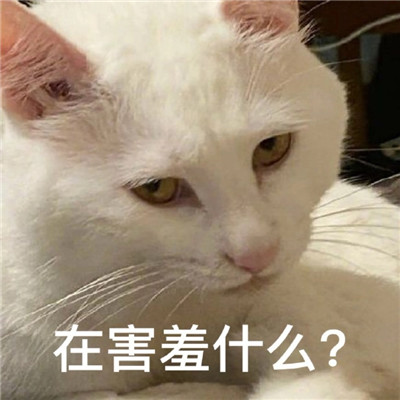 最新版油腻猫咪表情包大全 对我有那种欲望是很正常的