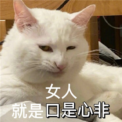 最新版油腻猫咪表情包大全 对我有那种欲望是很正常的