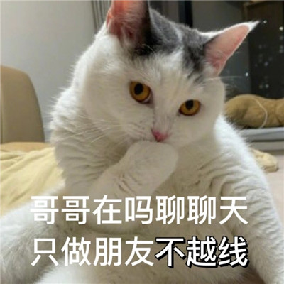 最新版油腻猫咪表情包大全 对我有那种欲望是很正常的