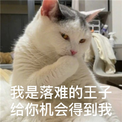 最新版油腻猫咪表情包大全 对我有那种欲望是很正常的