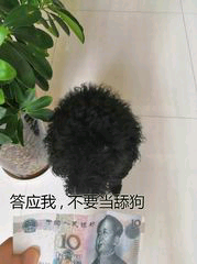 答应我，不要当舔狗