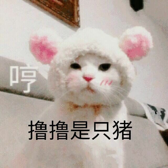 撸撸是只猪