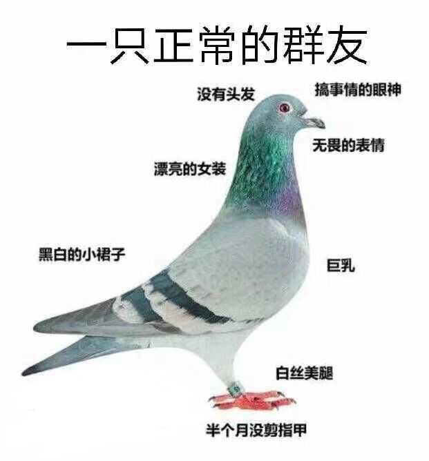 一只正常的群友