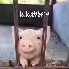 救救我好吗？（小猪）