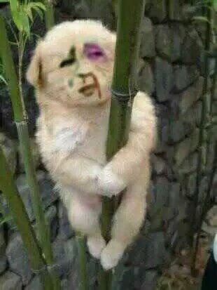 小狗抱着竹子流鼻血