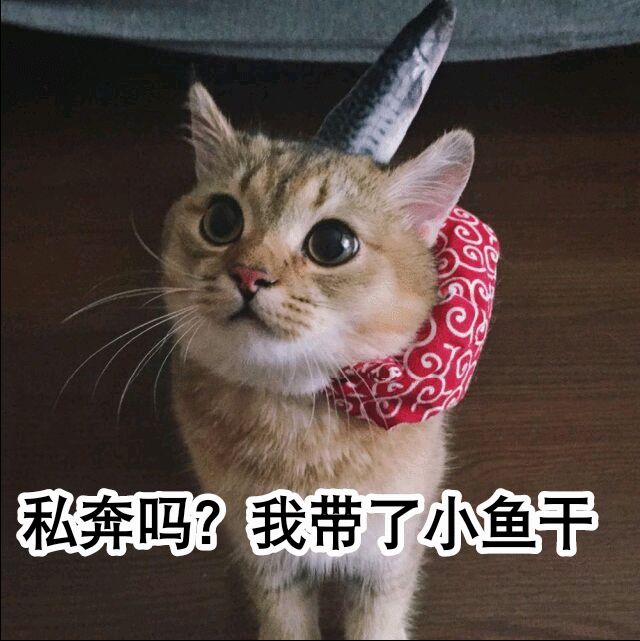 私奔吗？我带了小鱼干