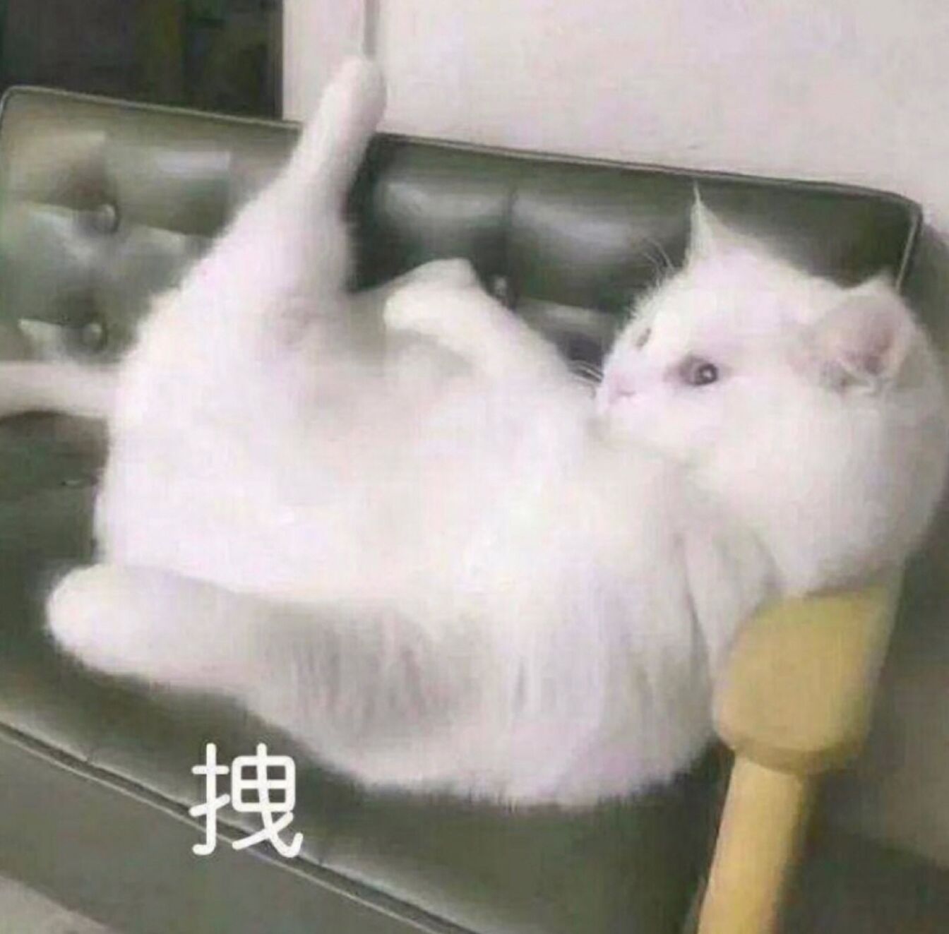 拽（小猫）