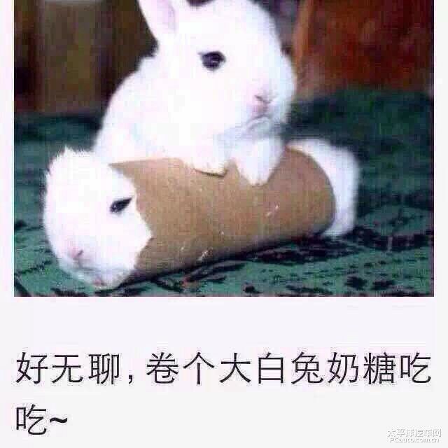 好无聊，卷个大白兔奶糖吃吃！（兔子）