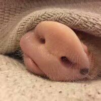 猪鼻子