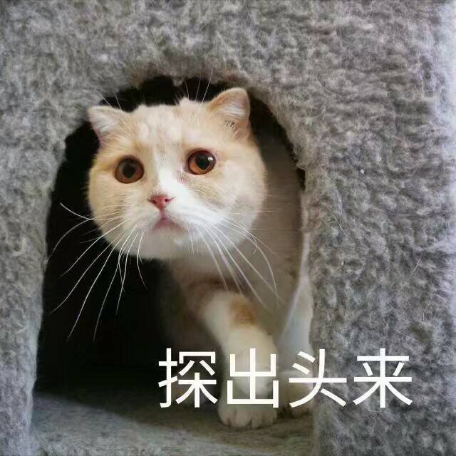 探出头来