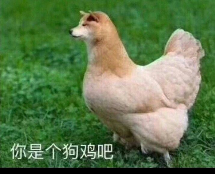 你是个狗鸡吧