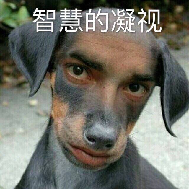 智慧的凝视