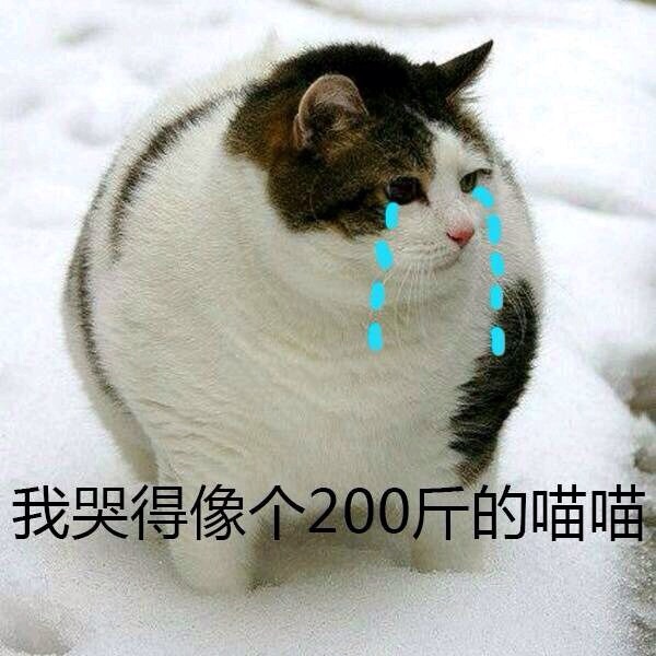 我哭得像个200斤的喵喵！