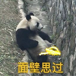 面壁思过（熊猫人）