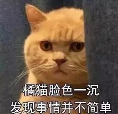 橘猫脸色一沉，发现事情并不简单