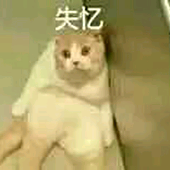 失忆（小猫）