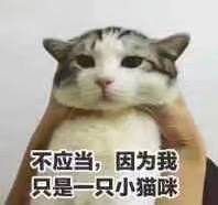 不应当，因为我只是一只小猫咪！