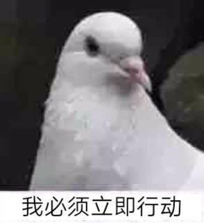 我必须立即行动