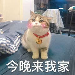 今晚来我家