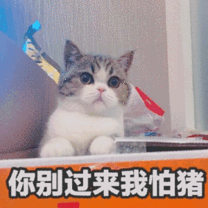 你别过来我怕猪