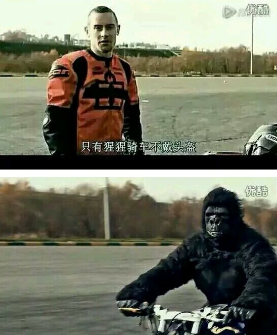 只有猩猩骑车不戴头盔