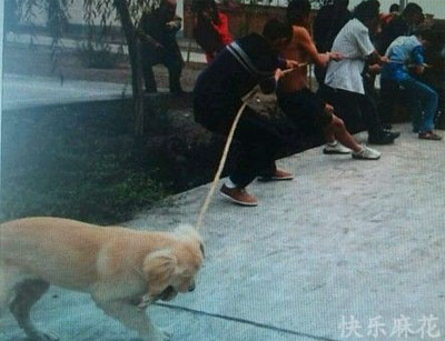 狗狗用牙帮助拔河比赛