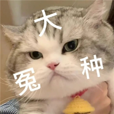 让人很爱的最新版猫猫表情 热门趣味的萌萌小动物表情