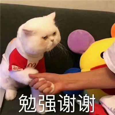 让人很爱的最新版猫猫表情 热门趣味的萌萌小动物表情