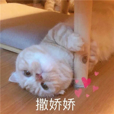 让人很爱的最新版猫猫表情 热门趣味的萌萌小动物表情