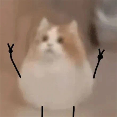 打劫小猫搞笑表情合集 打劫吃我一炮