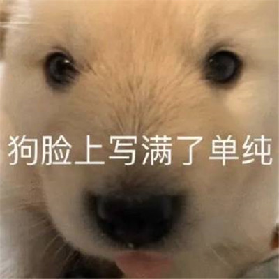 恶搞沙雕的趣味表情合集 听懂了但又没完全听懂