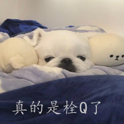 真的是栓q了聊天表情包 抖音很火的热门表情