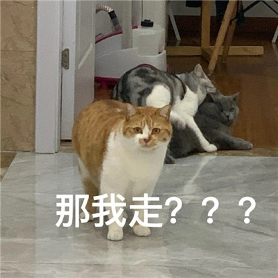 2021超级火很热门的猫咪聊天表情 有什么八卦让我听听微信表情