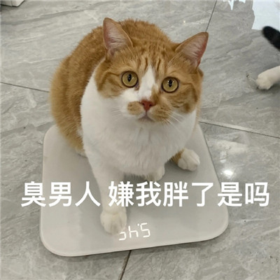 2021超级火很热门的猫咪聊天表情 有什么八卦让我听听微信表情