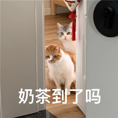 2021超级火很热门的猫咪聊天表情 有什么八卦让我听听微信表情