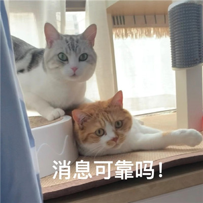 2021超级火很热门的猫咪聊天表情 有什么八卦让我听听微信表情