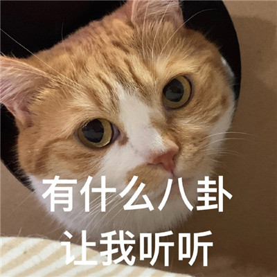 2021超级火很热门的猫咪聊天表情 有什么八卦让我听听微信表情