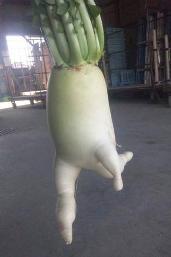 奔跑吧！白萝卜