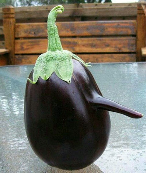 长得像企鹅的茄子