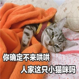 微信猫咪卖萌表情包配字 我要一个亲亲