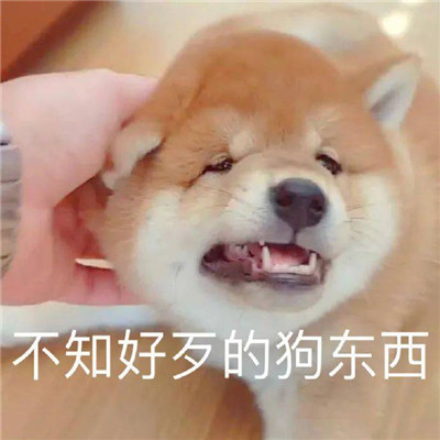 欢乐斗图有趣的聊天表情大全 最新出炉的微信斗图表情合集