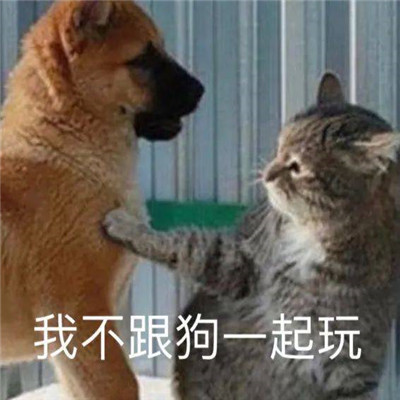 欢乐斗图有趣的聊天表情大全 最新出炉的微信斗图表情合集