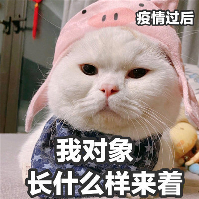 一组可爱猫咪的暴走表情包 伸手要来的安全感毫无意义