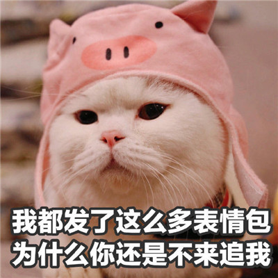 一组可爱猫咪的暴走表情包 伸手要来的安全感毫无意义